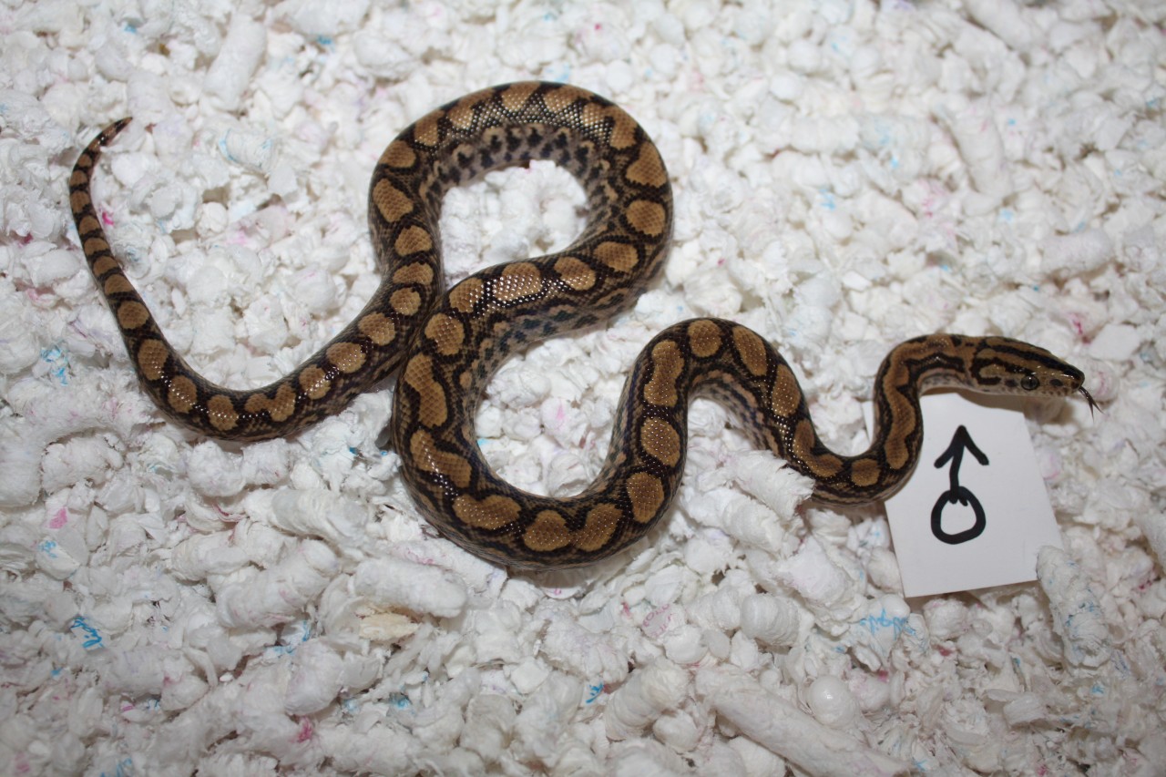 Snakes Epicrates cenchria